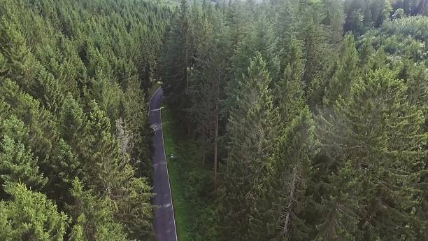 istock Country road in green sunny coniferous forest. Netherlands. 612840536