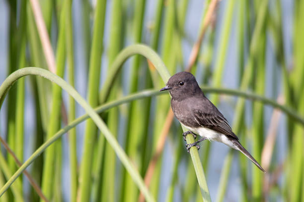 The Wild Black Phoebe Perching on the Grasses at Malibu