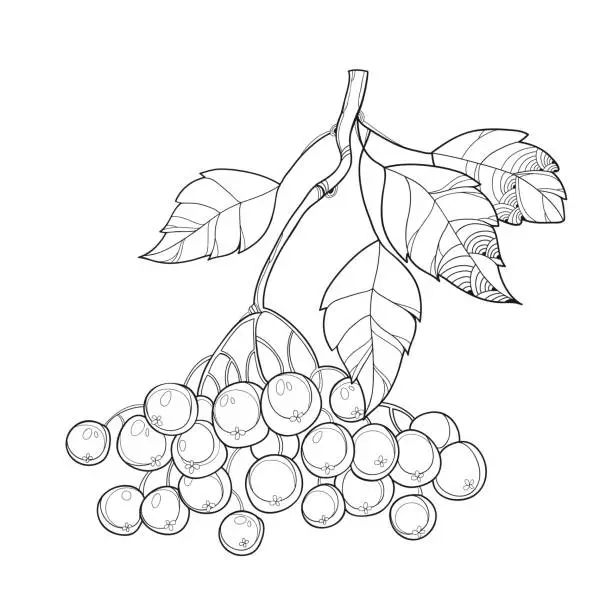 Vector illustration of Branch with Black Chokeberry or Aronia, leaves and berry isolated.