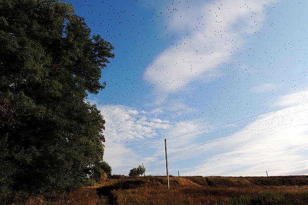 istock flock of birds in the sky 612842478
