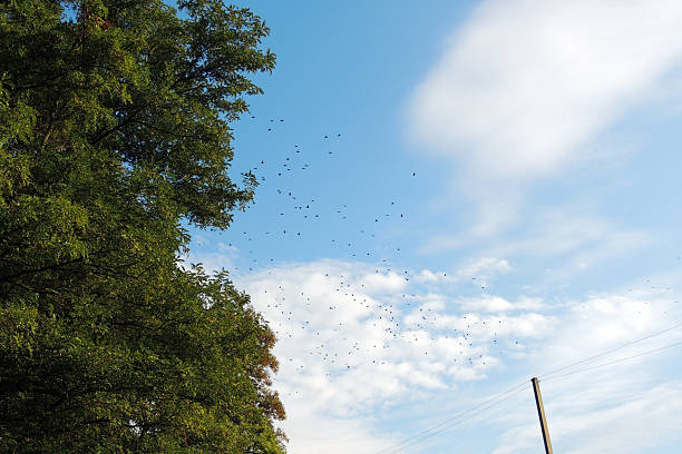istock flock of birds in the sky 612842532
