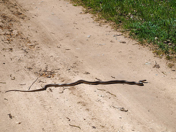 istock Snake strives to cross a country road 612842634
