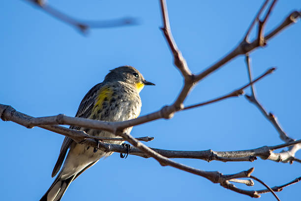istock The Female Yellow-rumped Warbler Perching on the Tree 612842650