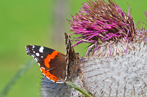 Admiral resting on a thistle