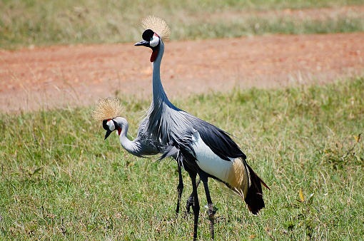 Grey Crowned Crane - Masai Mara - Kenya