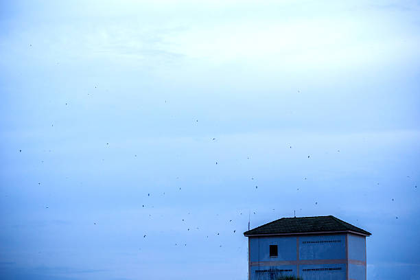The swallows were flying around the building pet