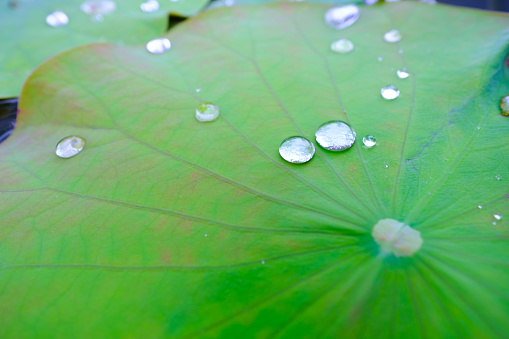 Drops of Water on Lotus Leaf.