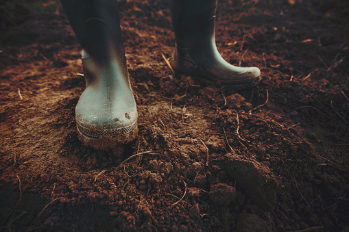 A farmer cultivating the land. Dry land is filled with weeds that needs to be exterminated. In harmony with his quest, the farmer is wearing black rubber boots.