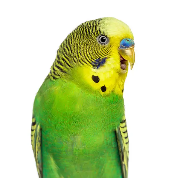Close-up of Melopsittacus undulatus, also known as Budgie with beak open, isolated on white