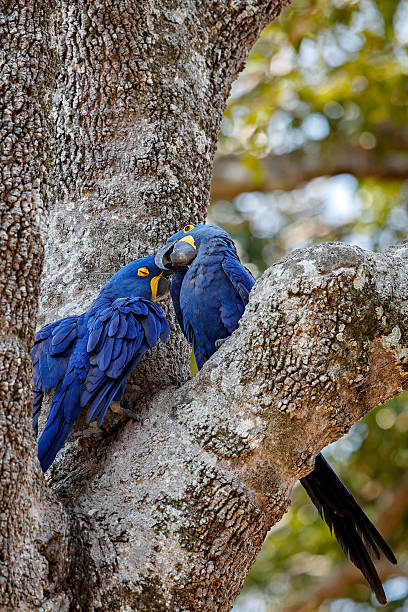 istock hyacinth macaw in the nature habitat 612847320