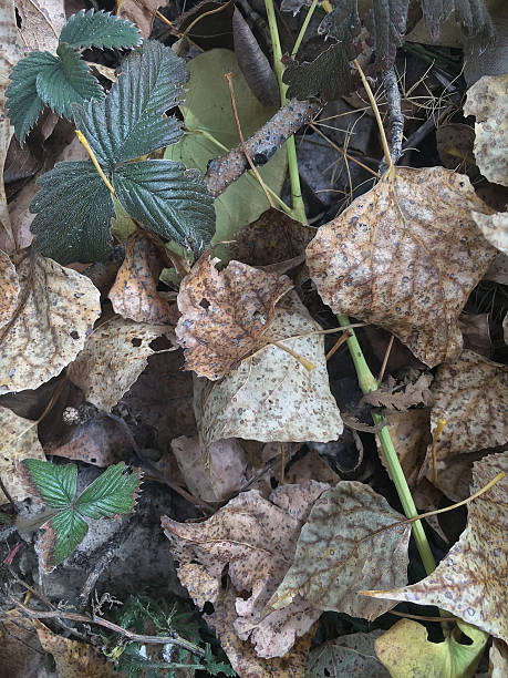 istock leaves in the autumn forest 612847334