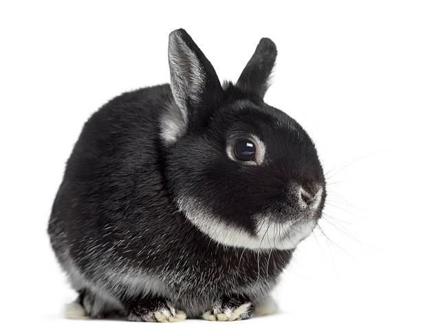 vista lateral de um coelho anão isolado em branco - dwarf lop eared rabbit pets rabbit isolated - fotografias e filmes do acervo