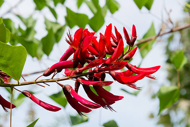 istock Red flowers of coral tree 612848794