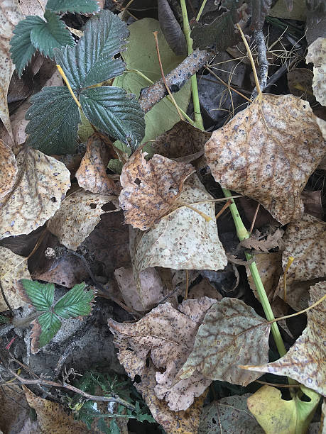 istock yellow leaves in the autumn forest 612848950