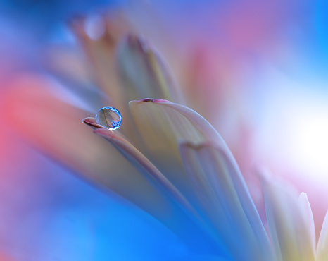 Flower with Waterdrop on Blue Colorful Background...