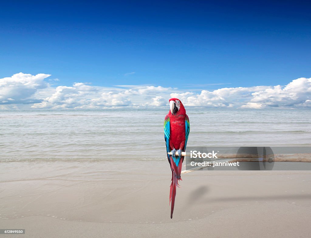 Parrots sea sky natural creatures. Parrots sea sky natural creatures outdoor views. Bird Stock Photo