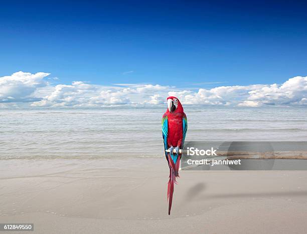 Parrots Sea Sky Natural Creatures Stock Photo - Download Image Now - Bird, Caribbean, Parrot