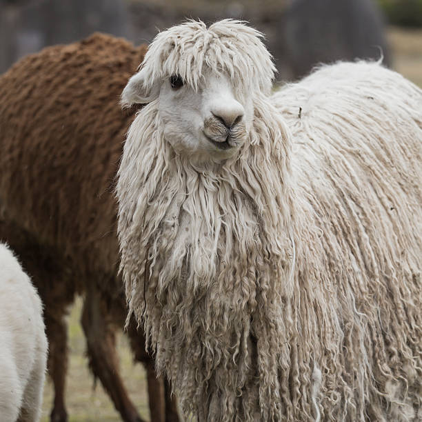 istock Alpacas at Sacsayhuaman, Incas ruins in the peruvian Andes 612850744