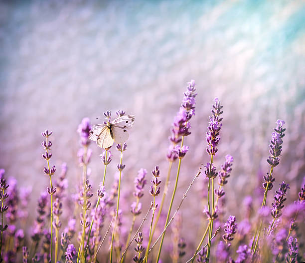 istock White butterfly on lavender flower lit by sunlight 612851004