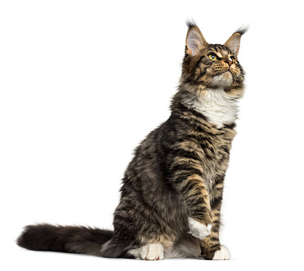 istock Maine Coon sitting isolated on white 612851210