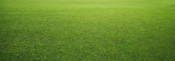 stadion-gras - green stock-fotos und bilder