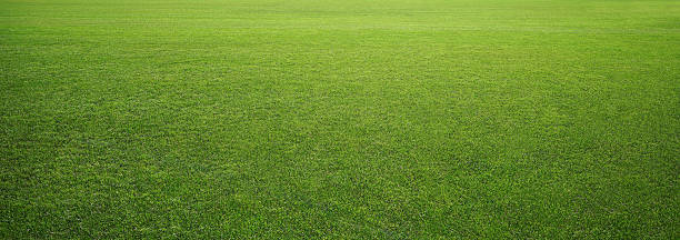 Photo of stadium grass