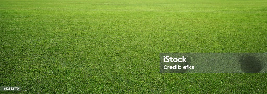 stadium grass Photo of the stadium grass Grass Stock Photo