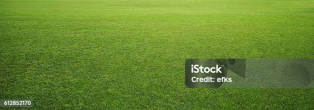 Stadium Grass Stock Photo - Download Image Now - Grass, Lawn, Yard - Grounds