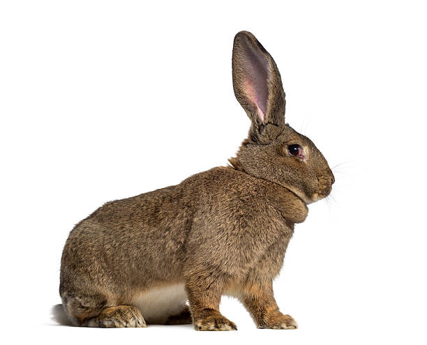 istock Side view of a Flemish Giant rabbit isolated on white 612853046
