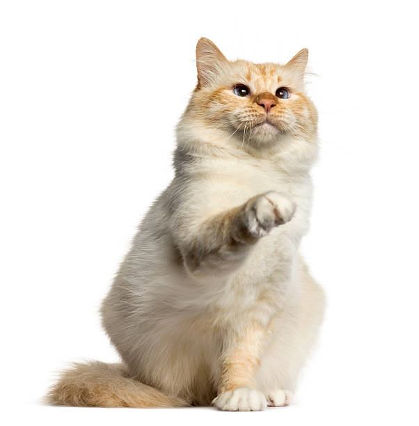 istock Birman cat pawing up isolated on white 612853094