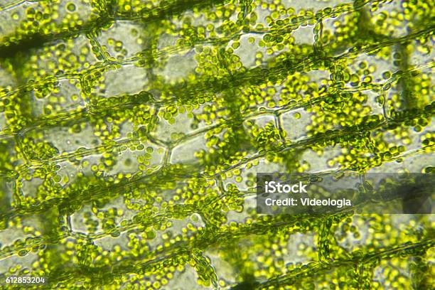藻類の細胞顕微鏡的な視野 - 顕微鏡のストックフォトや画像を多数ご用意 - 顕微鏡, 藻類, 植物細胞