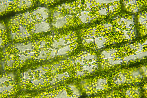 cells of algae, microscopic view - fytoplankton fotos stockfoto's en -beelden