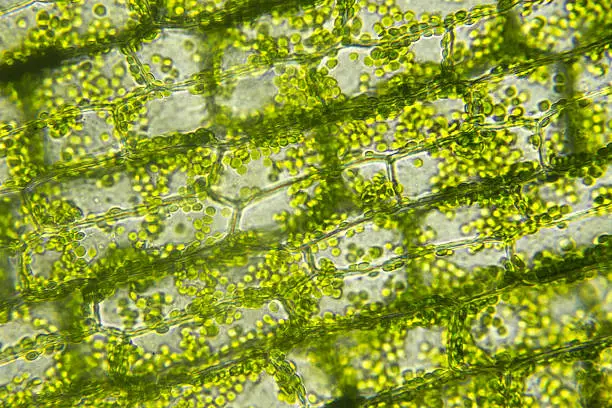 Cells of algae with chloroplast, Microscopic magnification