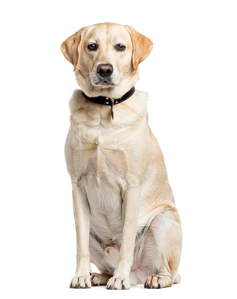 istock Labrador Retriever, 4 years old, isolated on white 612854758