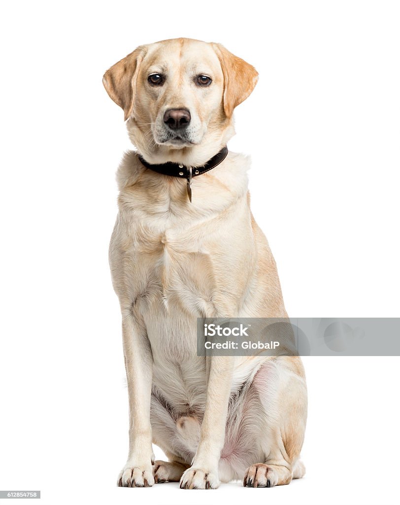 Labrador Retriever, 4 years old, isolated on white Labrador Retriever, 4 years old, sitting and looking at camera, isolated on white Dog Stock Photo