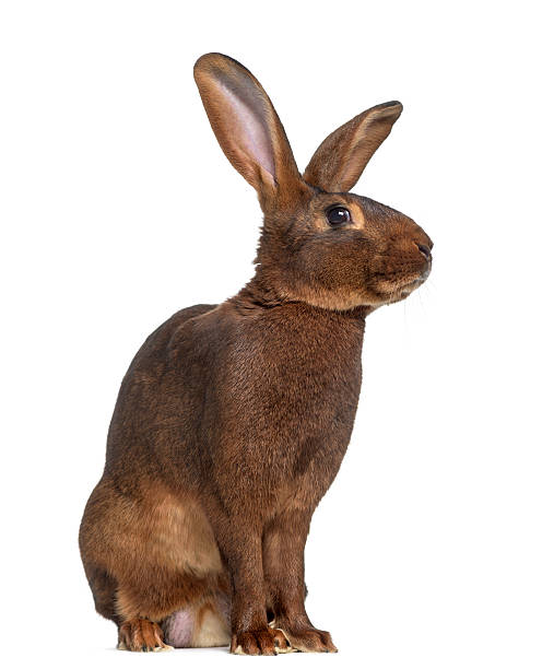 istock Side view of Belgian Hare isolated on white 612854828