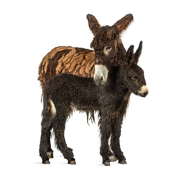 istock Donkey and her foal, baudet du poitoux isolated on white 612854912