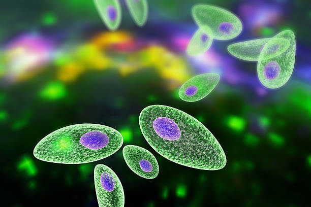 toxoplasma gondii na kolorowym tle - protozoan zdjęcia i obrazy z banku zdjęć