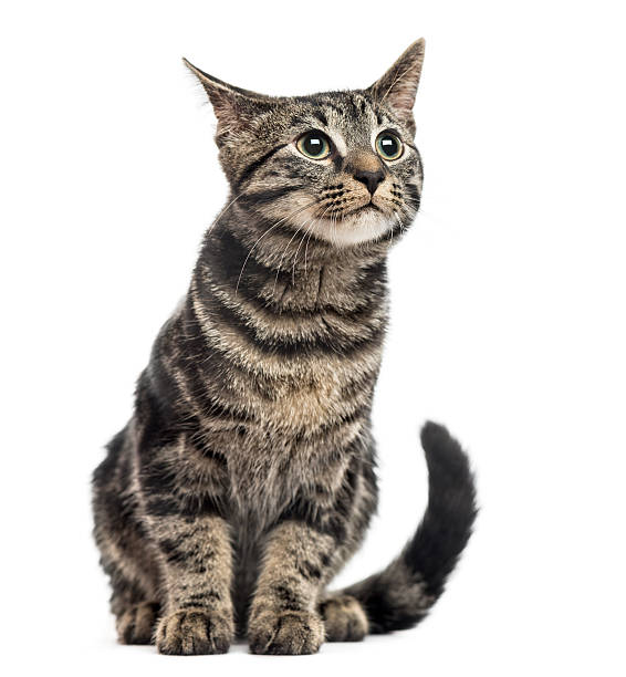 istock European Shorthair kitten, 3 months old, isolated on white 612855198