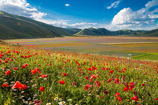 istock Field of poppies 612856260