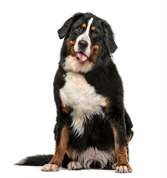 istock Wet Bernese Mountain dog panting isolated on white 612857012