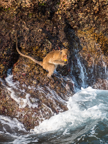 Monkey at the rocks of the Monkey island at Koh Chang, Thailand