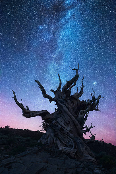 bristlecone pinienwald bei nacht - großes becken stock-fotos und bilder