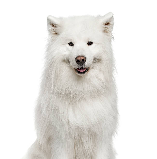 istock Close-up of Samoyed, 6 years old, isolated on white 612857824