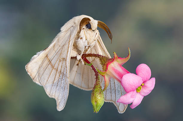 mariposa de verme de seda posando como uma noiva segurando uma flor. - traça - fotografias e filmes do acervo