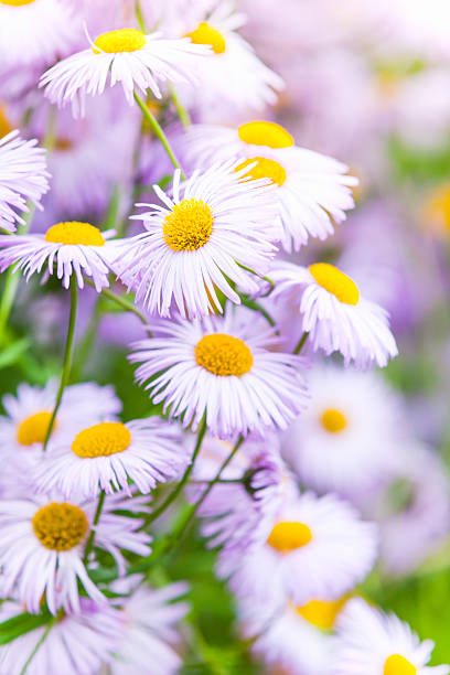 istock Aspen fleabane, daisy family flowers 612857956