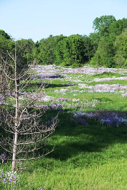 istock Flowers in the Meadow 612858426