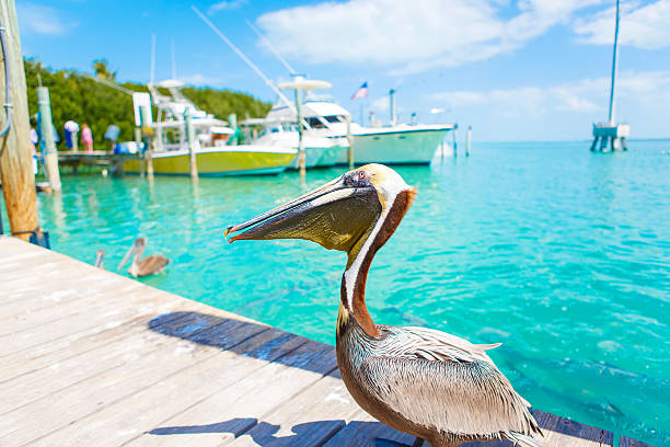 istock Big brown pelicans in Islamorada, Florida Keys 612858446
