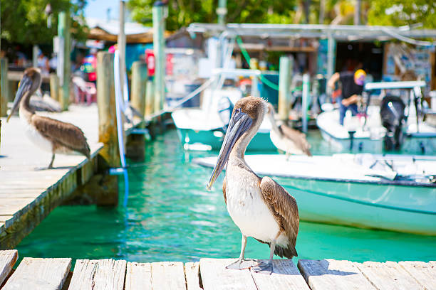 istock Big brown pelicans in Islamorada, Florida Keys 612858554