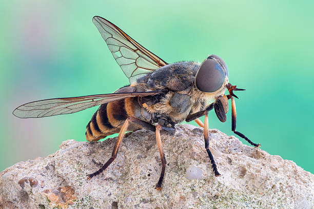 Resting standing horse fly on a rock Macro close up view of a horse fly, resting standing on a rock. horse fly photos stock pictures, royalty-free photos & images